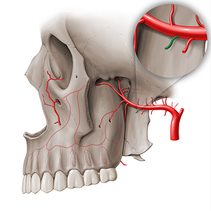Buccal artery (#18442)