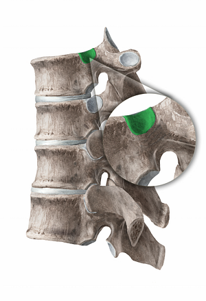Superior costal facet of vertebra (#11270)
