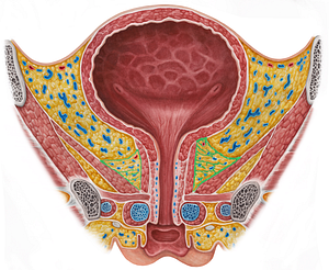 Tendinous arch of pelvic fascia (#853)