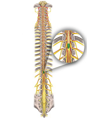 Medullary cone (#2843)