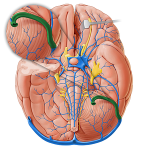 Sigmoid sinus (#18235)