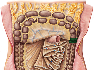 Left colic flexure (#3699)