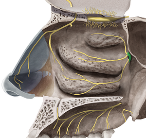 Pterygopalatine ganglion (#3999)