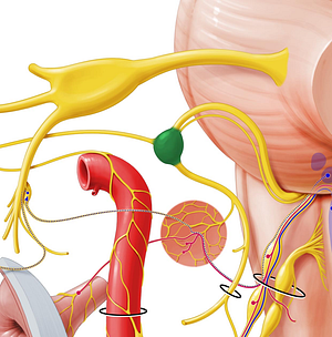 Geniculate ganglion (#3973)