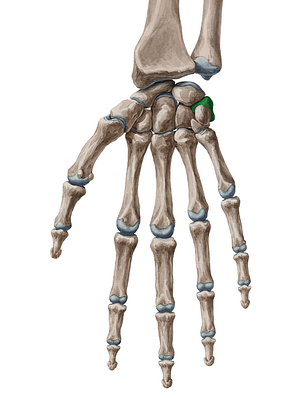 Triquetrum bone (#7571)