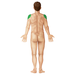 Deltoid region (#125)