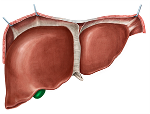 Fundus of gallbladder (#3932)