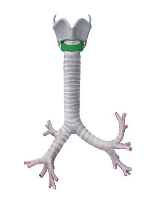 Cricoid cartilage (#2491)