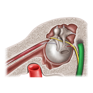 Facial nerve (#20590)