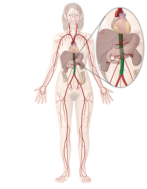 Descending aorta (#727)