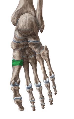 Base of 1st metatarsal bone (#2166)