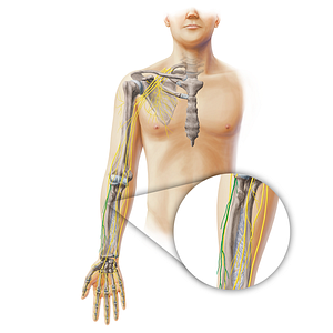Lateral antebrachial cutaneous nerve (#20340)