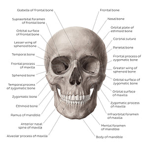 Anterior view of the skull (English)