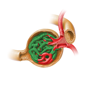 Visceral layer of glomerular capsule (#17934)