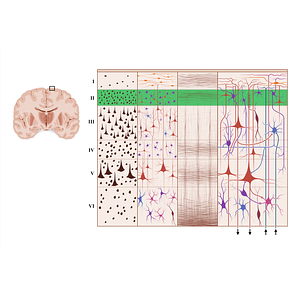 External granular layer of cerebral cortex (#18931)