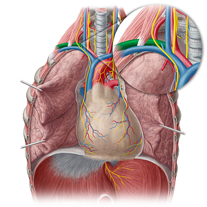 Right subclavian artery (#1821)