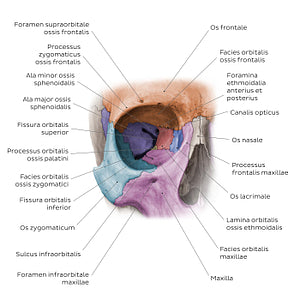 Bones of the orbit (Latin)