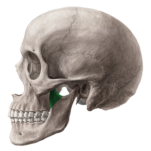 Coronoid process of mandible (#8199)