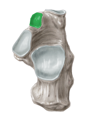 Anterior talar articular surface of calcaneus (#3473)