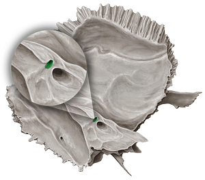 Subarcuate fossa of temporal bone (#3884)