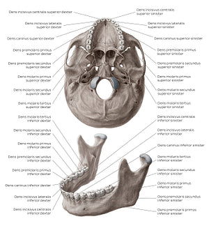 Teeth names (Latin)