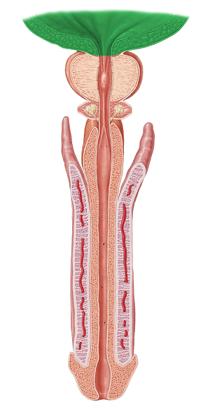 Urinary bladder (#10817)