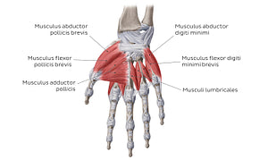 Muscles of the hand: main muscles (Latin)