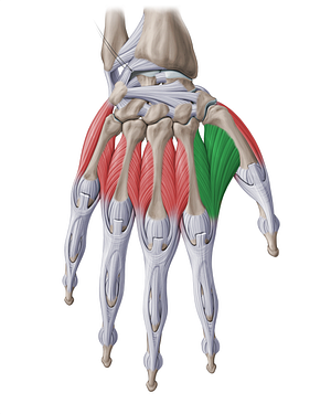 1st dorsal interosseous muscle of hand (#18785)