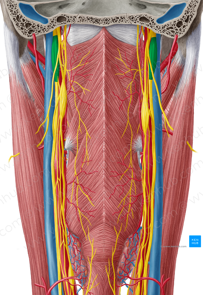 Inferior ganglion of vagus nerve (3980) Kenhub Image License Store