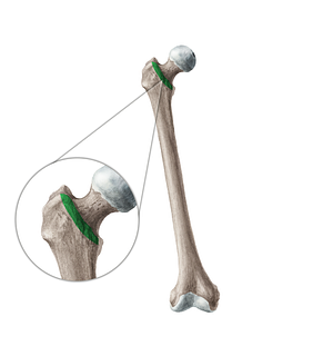Intertrochanteric line of femur (#19955)