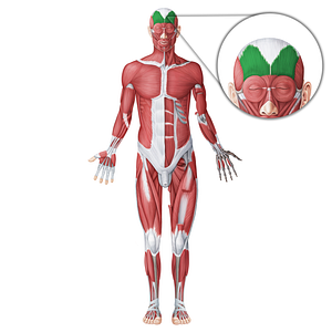 Frontalis muscle (#18681)