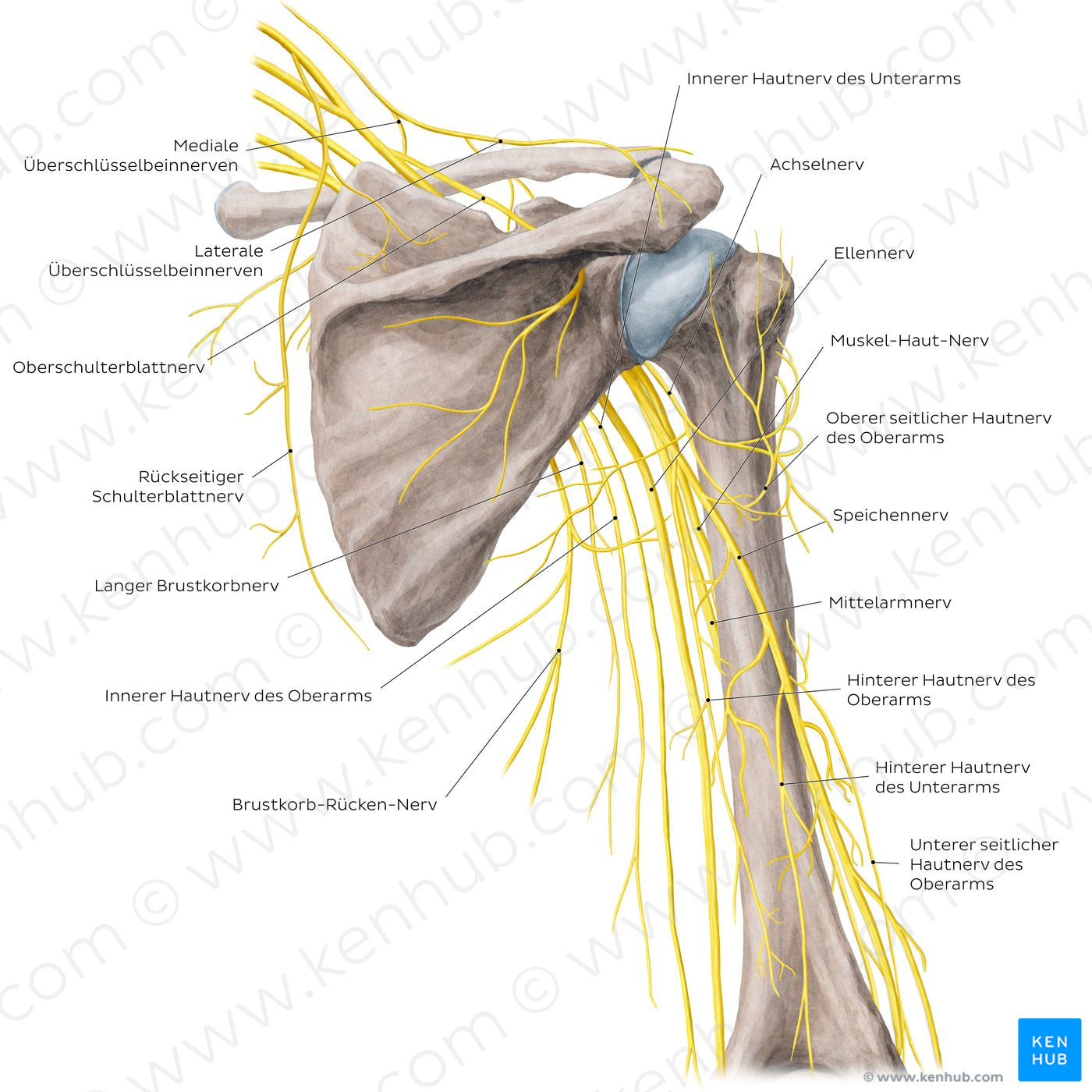 Nerves Of The Arm And The Shoulder Posterior View German Kenhub nerves-of-the-arm-and-the-shoulder-posterior-view-german-kenhub