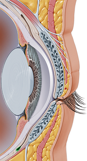 Inferior conjunctival fornix (#3830)