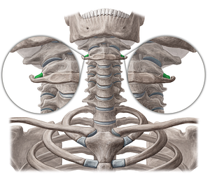 Transverse process of axis (#8349)