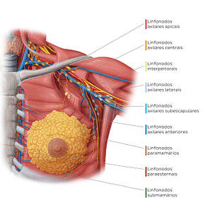 Lymphatics of the female breast (Portuguese)