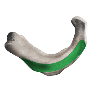 Costal groove of 1st rib (#21708)