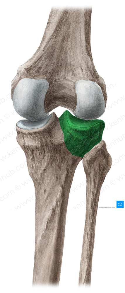 Lateral condyle of tibia (2818) Kenhub Image License Store