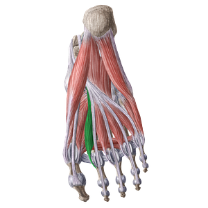 1st lumbrical muscle of foot (#16186)