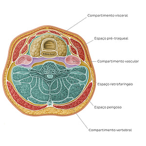 Compartments and spaces of the neck (Portuguese)