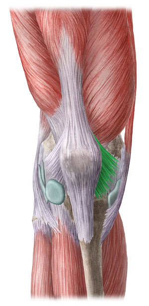 Medial patellar retinaculum (#8936)