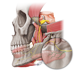 Sublingual nerve (#6778)