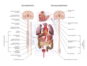 Autonomic nervous system (English)