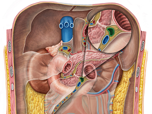 Superior mesenteric artery (#1526)