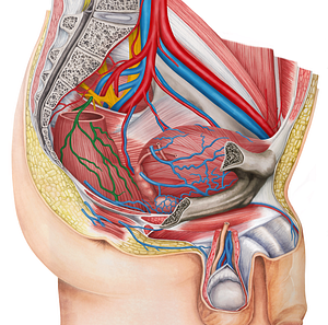 Superior anorectal vein (#10541)