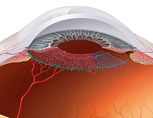 Major arterial circle of iris (#2624)