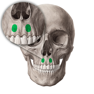 Incisive fossa of maxilla (#21310)