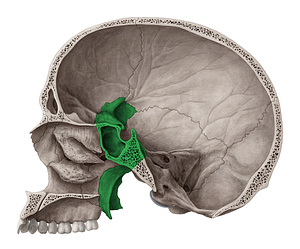Sphenoid bone (#7513)