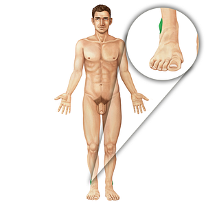 Lateral malleolus of fibula (#19815)