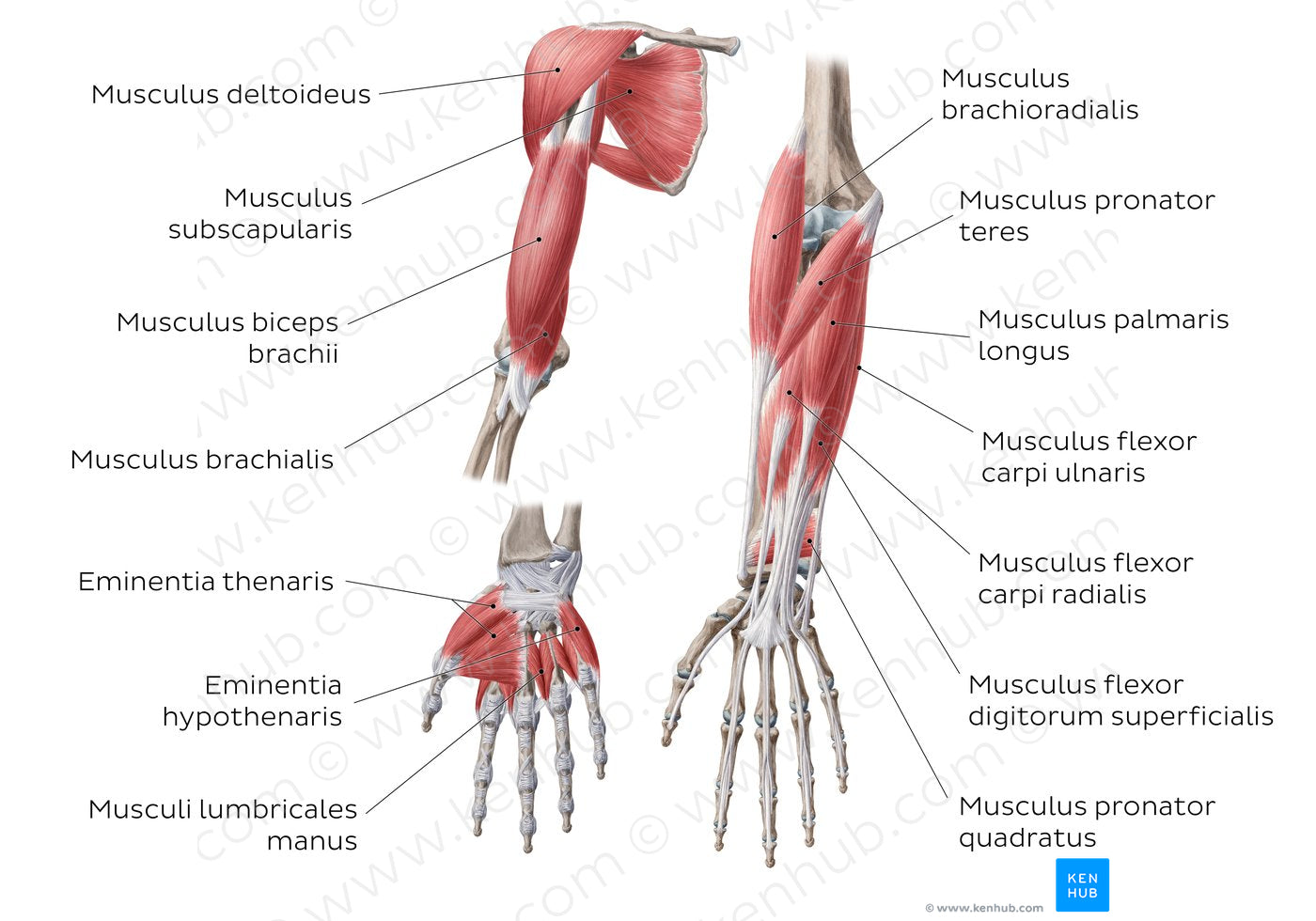 Main Muscles Of The Upper Limb - Anterior (Latin) – Kenhub Image ...