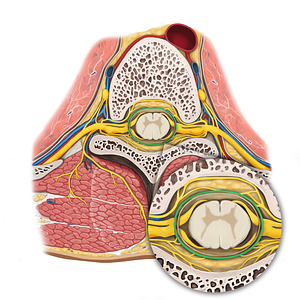 Dura mater of spinal cord (#3373)